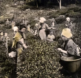 Tea Picking in the Uji Province